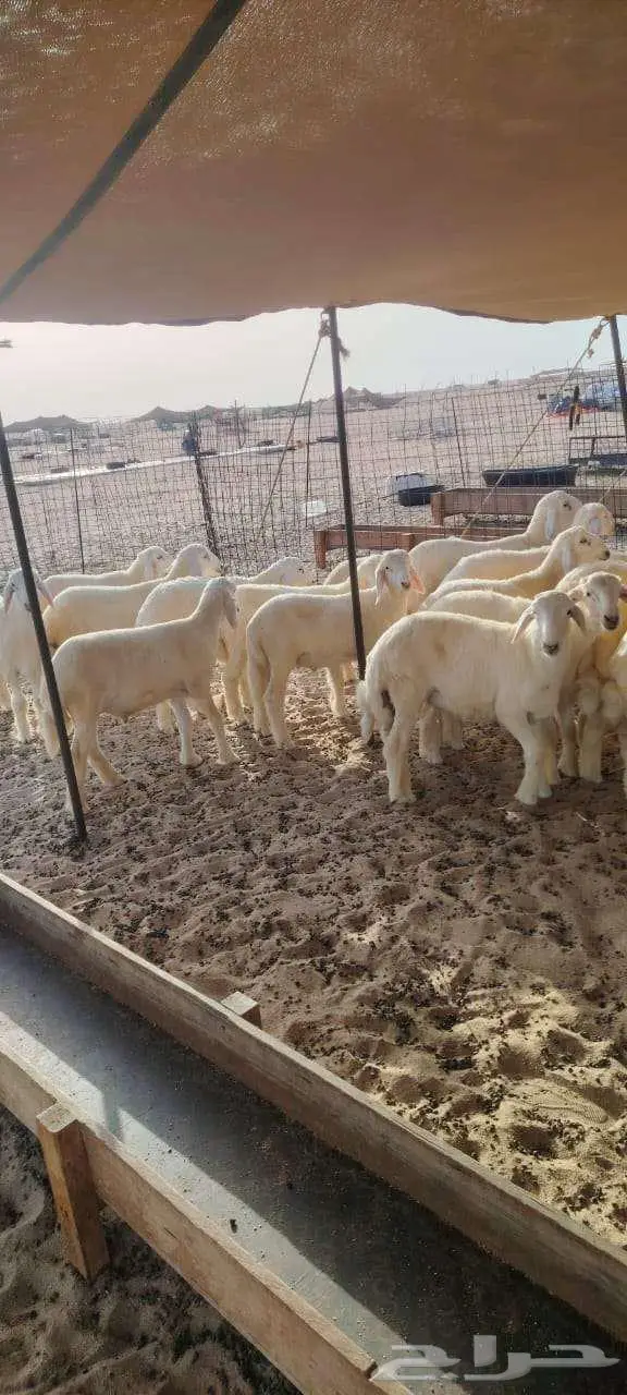 طليان حريات عدد 23 تصلح زواجات بسعر 1150 2