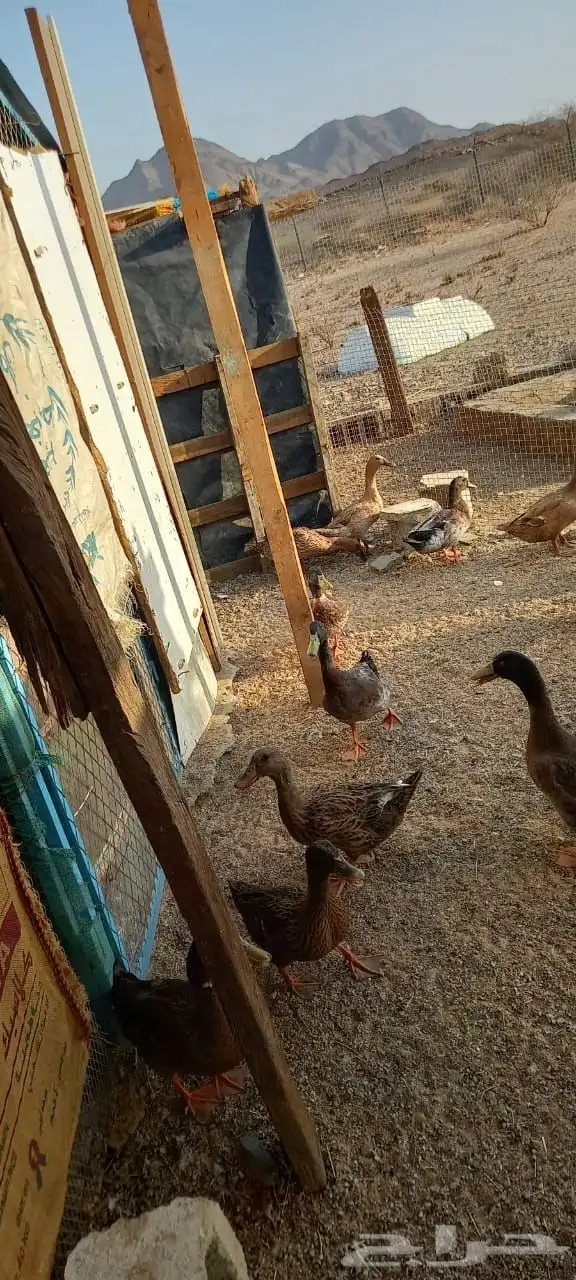 بط للبيع العدد 50 3