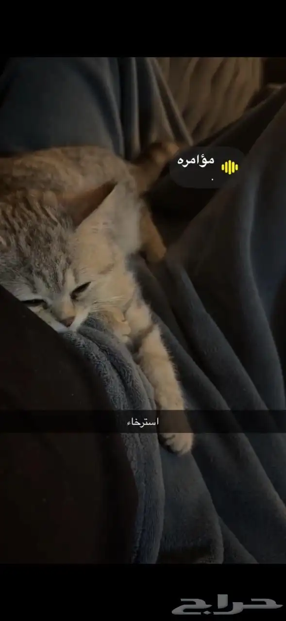 قط سكوتش مهجن للتبني مع اغراضه 1