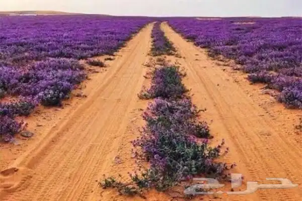 بذور الخزامى البريه 2