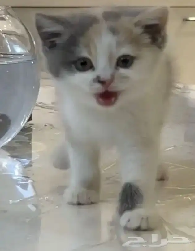 قطه بريطانيه للبيع 1