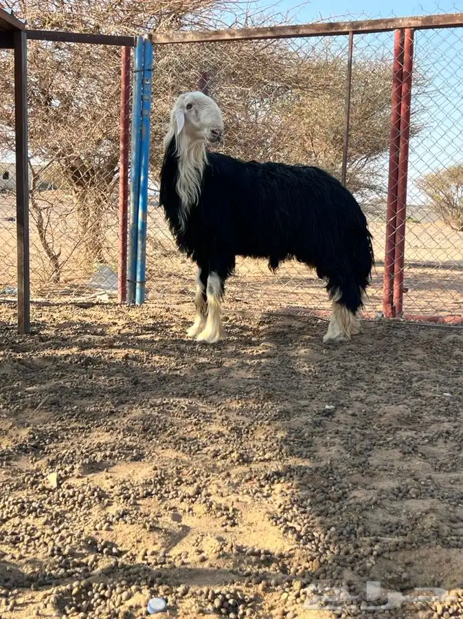 تم اللبيع الله يبارك الشاري 0