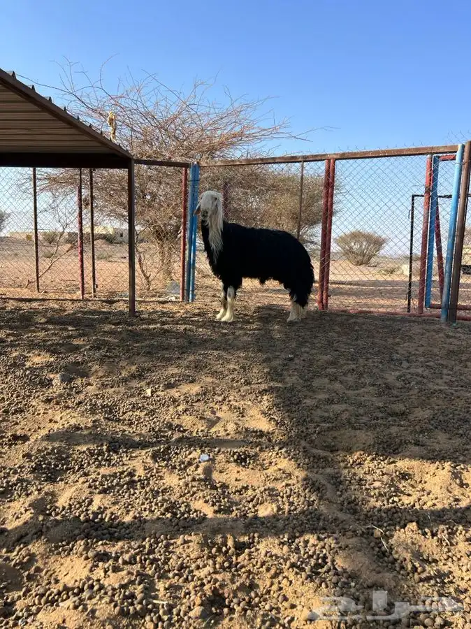 تم اللبيع الله يبارك الشاري 1