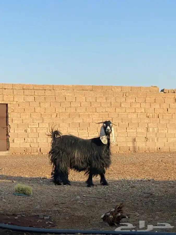 معزا 1