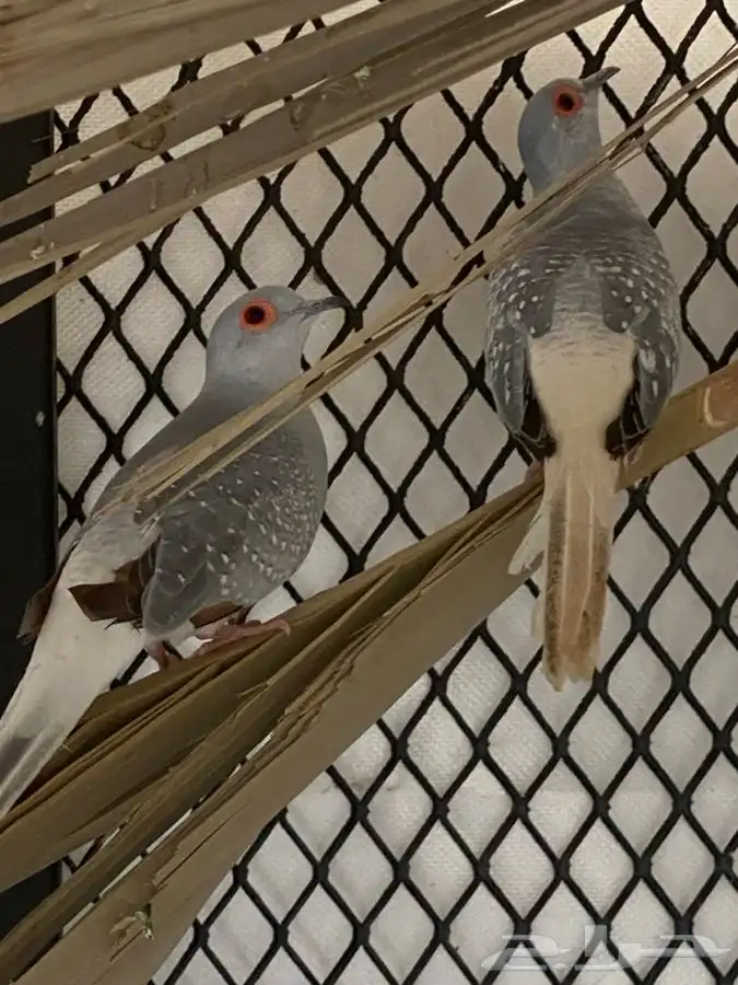 طيور الزيبراء وجوز طيور الحب وجوز ماسي مع طبه 18