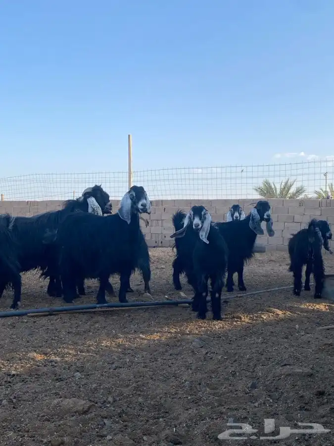 معزا 2