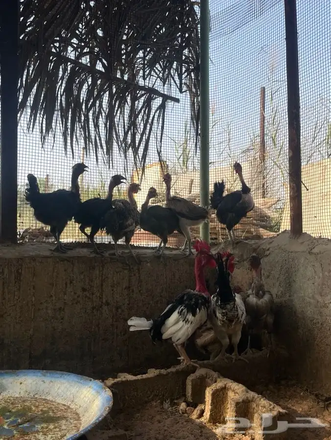 دجاج الطقم 350 ثلاث حبات وديك 1