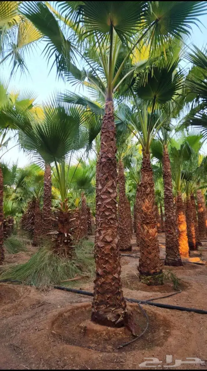 نخل للبيع بجميع انواع 1