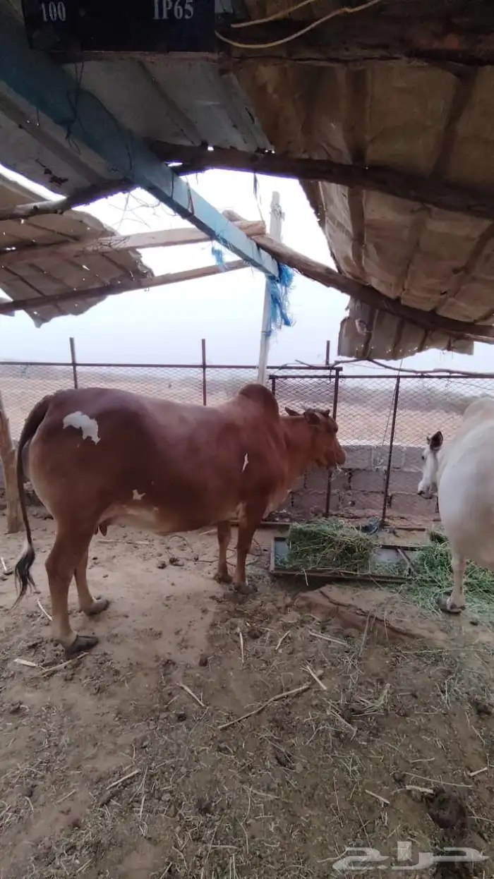 بقر للبيع على السوم 1