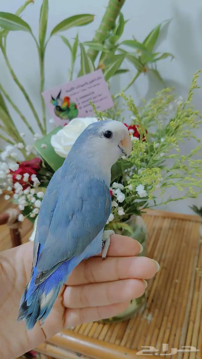 ببغاء الروز أليف جدا لعووب 5