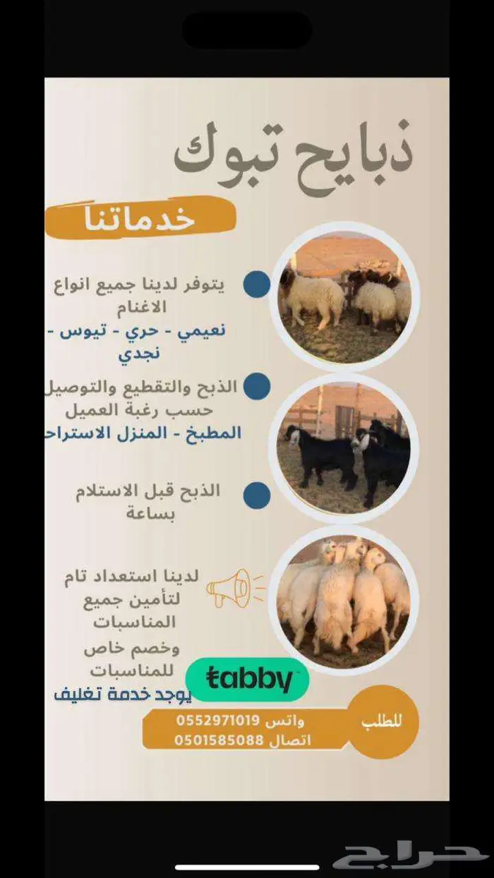 طليان وتيوس للبيع يوجد تابي 0
