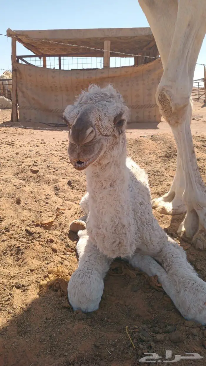 للبيع فحل اصفر 2