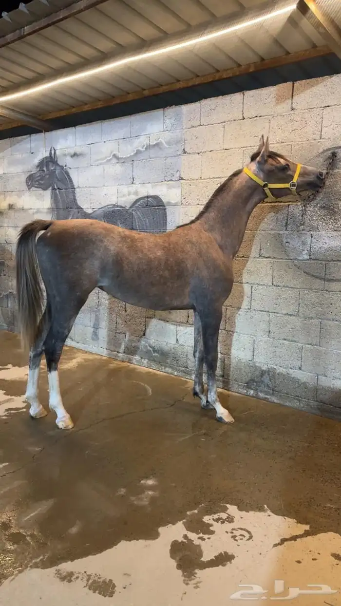مهره شعبيه فاخره 0