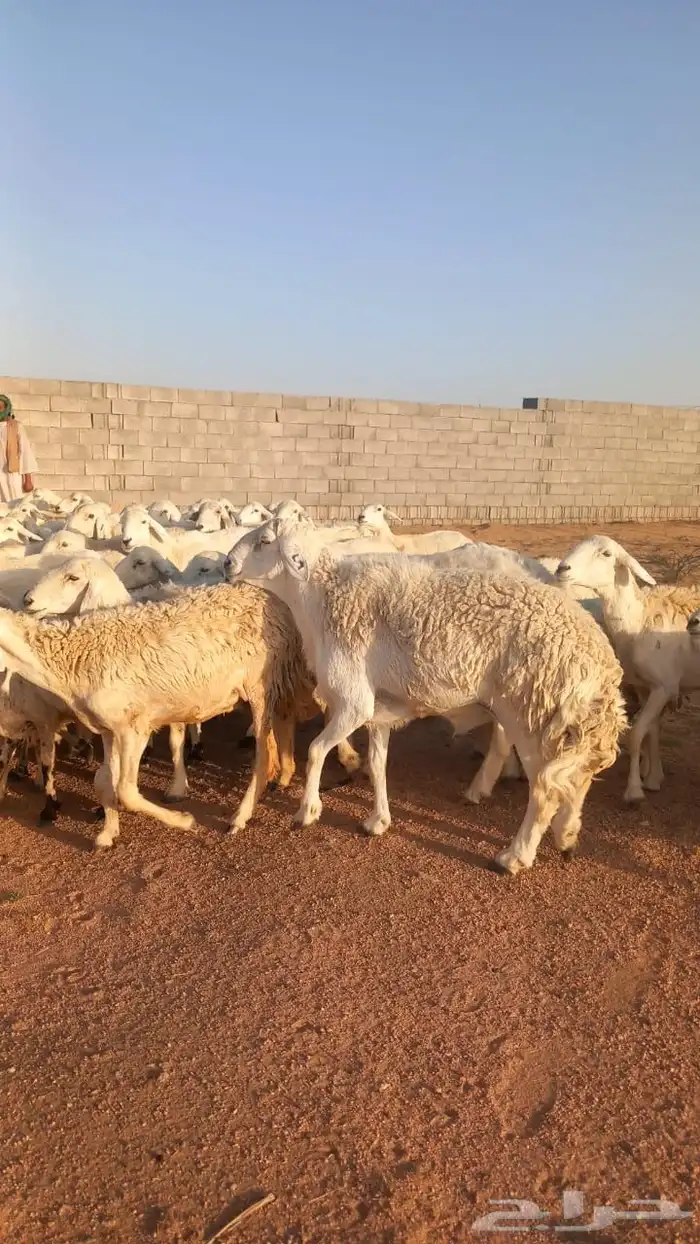 للبيع حراج واحد ضان حريات حرش غنم مقنوي جروم ودفيع ونضافه 0