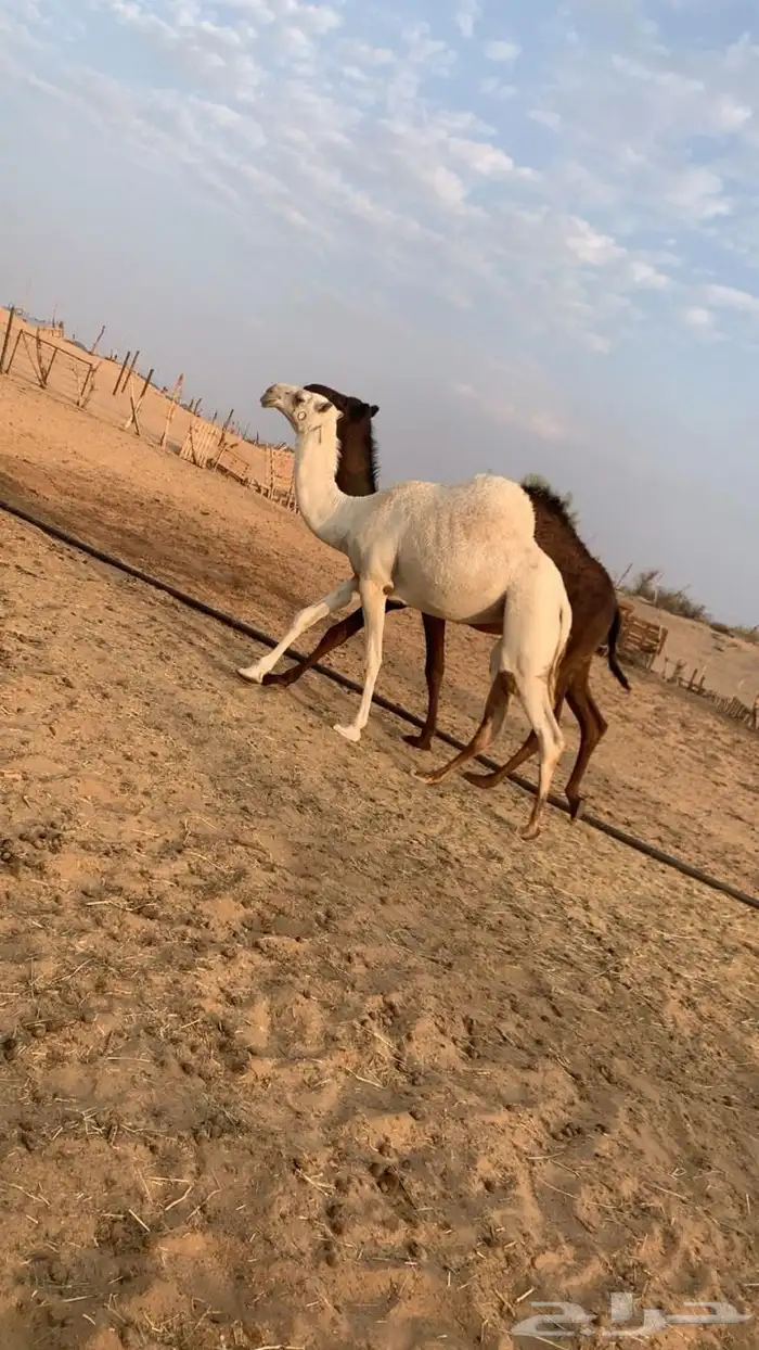 بكار طبيه. طبيه. 0
