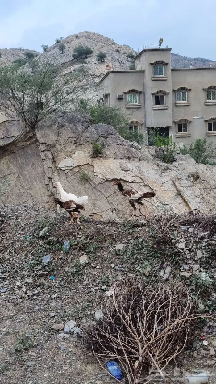 دجاجة سندية معها فرختين 2