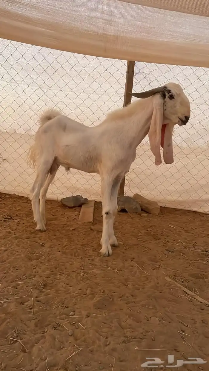معزا جفار بيض للبيع 5