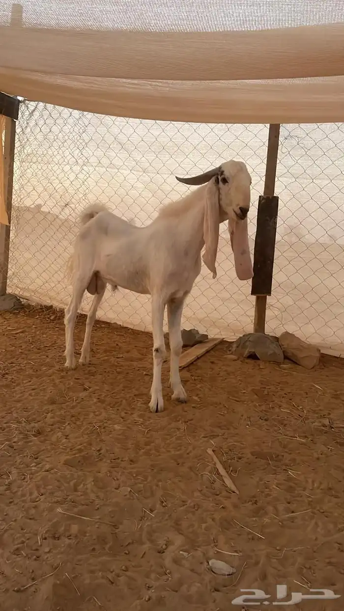معزا جفار بيض للبيع 7