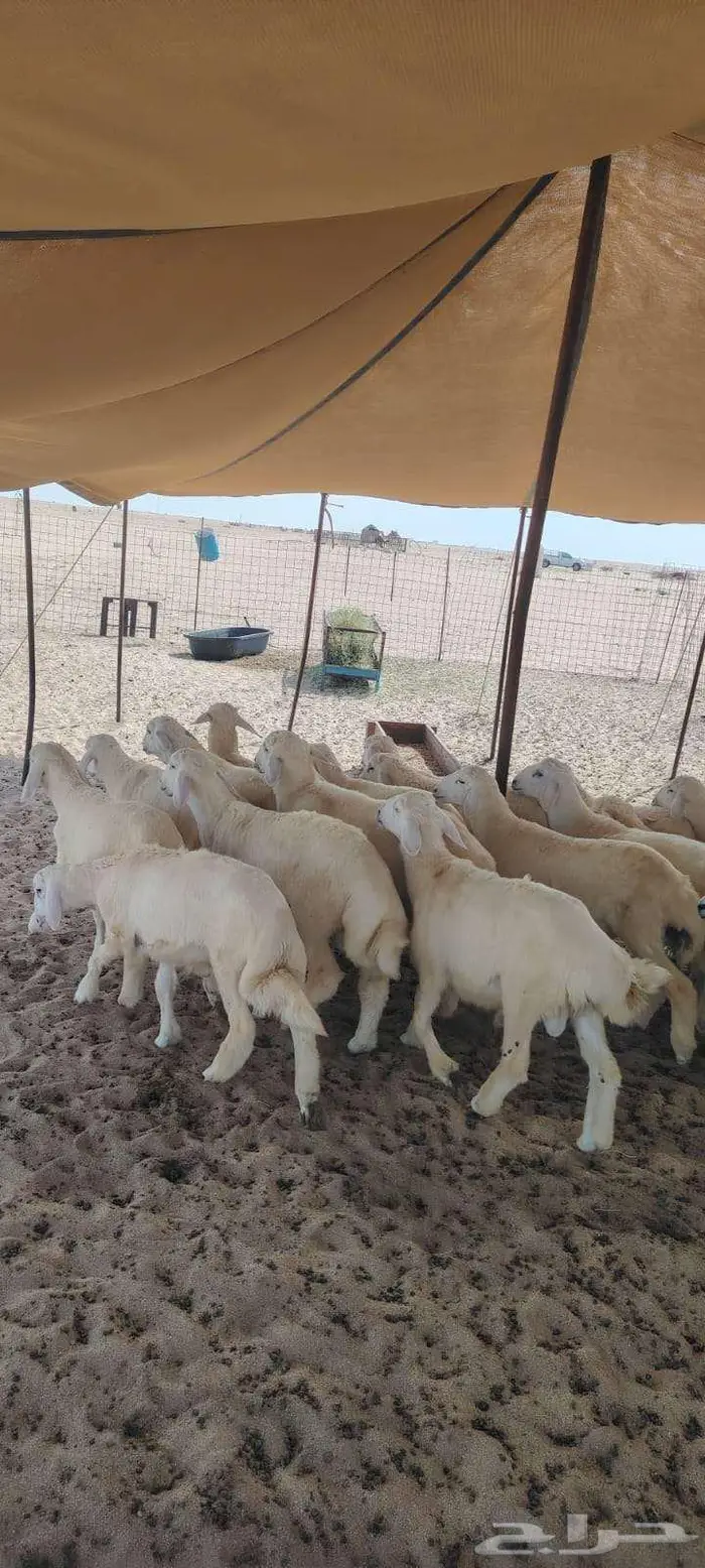 طليان حريات عدد 23 تصلح زواجات بسعر 1150 1