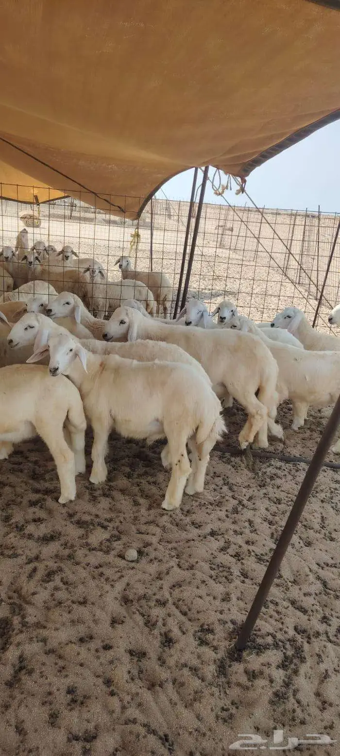 طليان حريات عدد 23 تصلح زواجات بسعر 1150 3