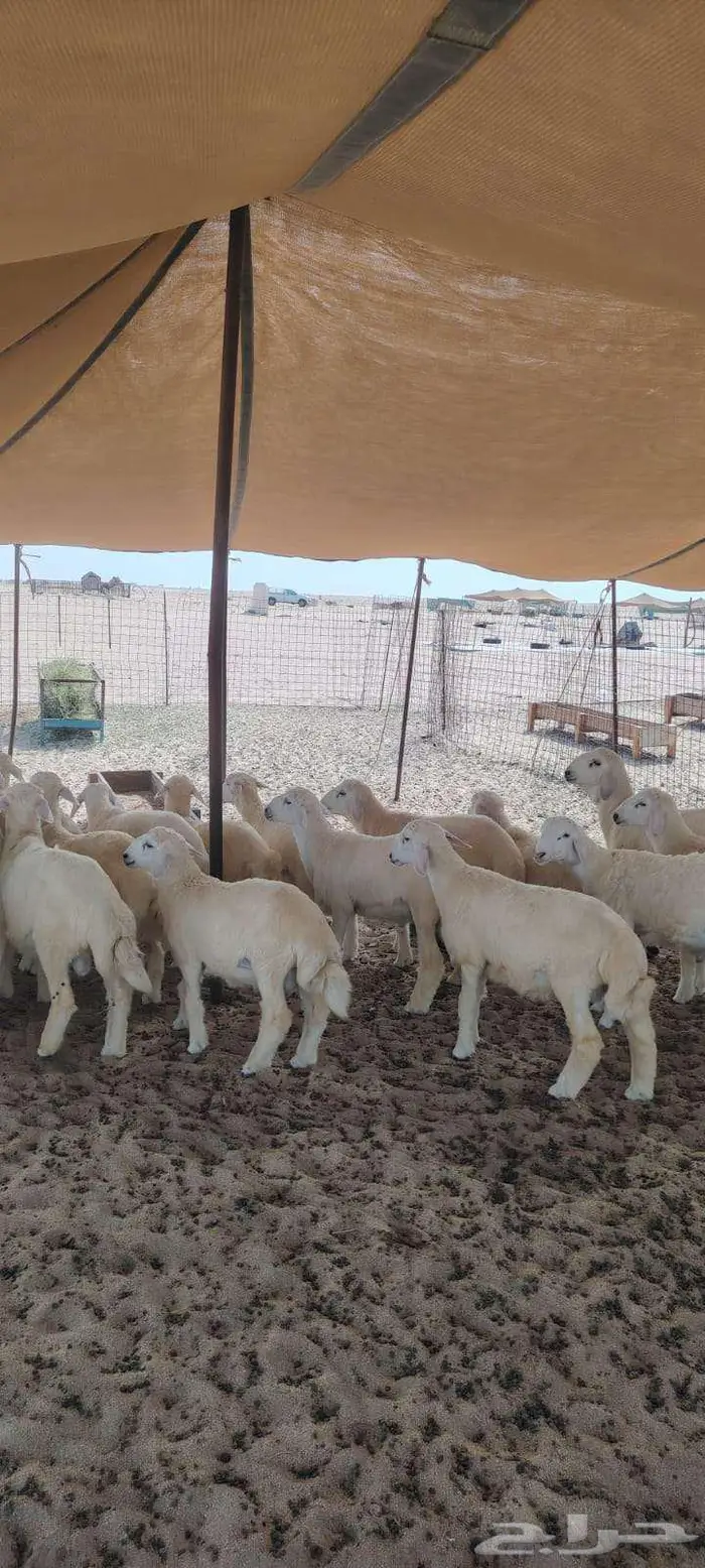 طليان حريات عدد 23 تصلح زواجات بسعر 1150 0