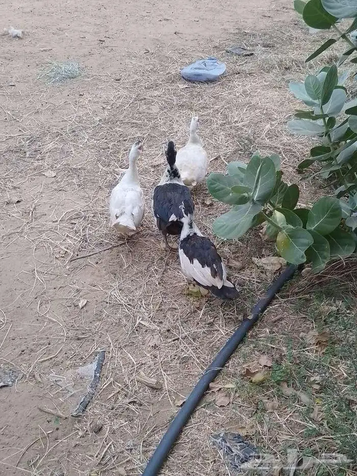 بط بلدي 2
