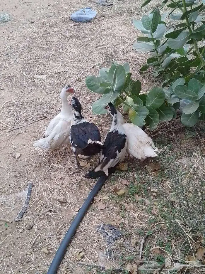 بط بلدي 1