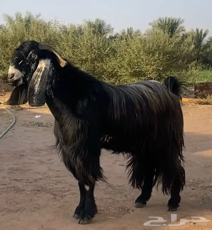 تيس فحل مشروط 1
