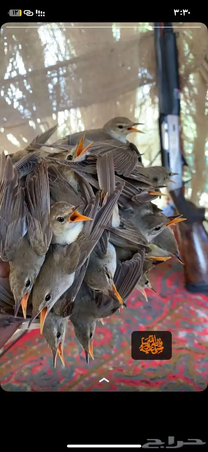 شبكه مكافحة المحاصيل حرير ونايلون 0