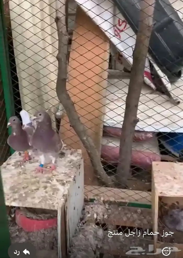 حمام زاجل 0