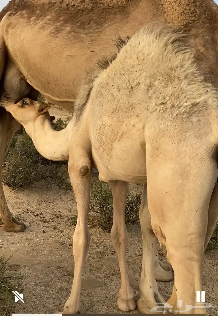 حشوان للبيع جمله او تفريد بلدي وعلى حليب اماتها وشي فاخر 2