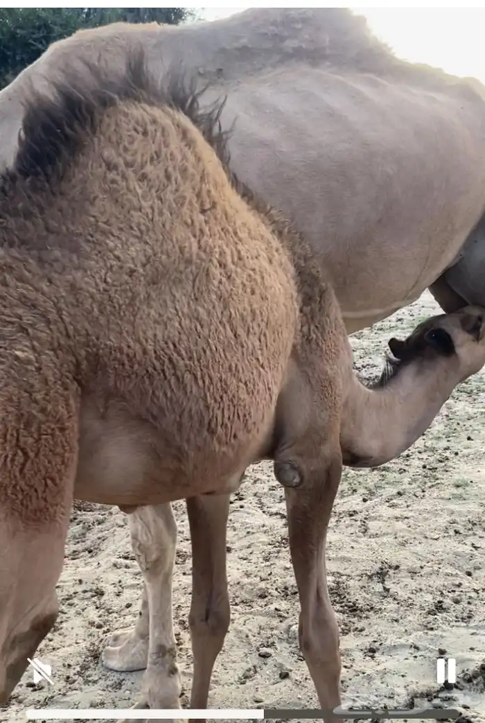 حشوان للبيع جمله او تفريد بلدي وعلى حليب اماتها وشي فاخر 1