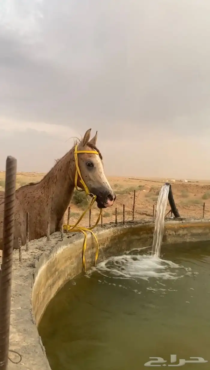 حصان شعبي 2