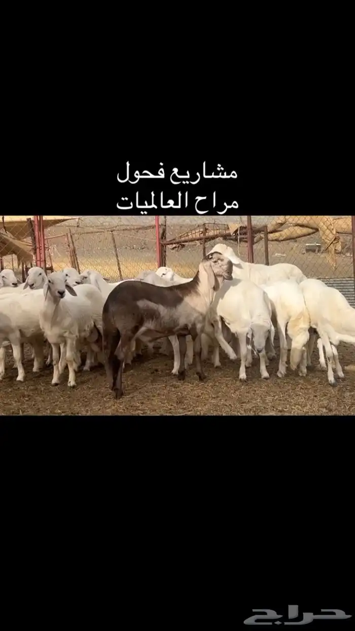 رخال درمانيات صنف 0