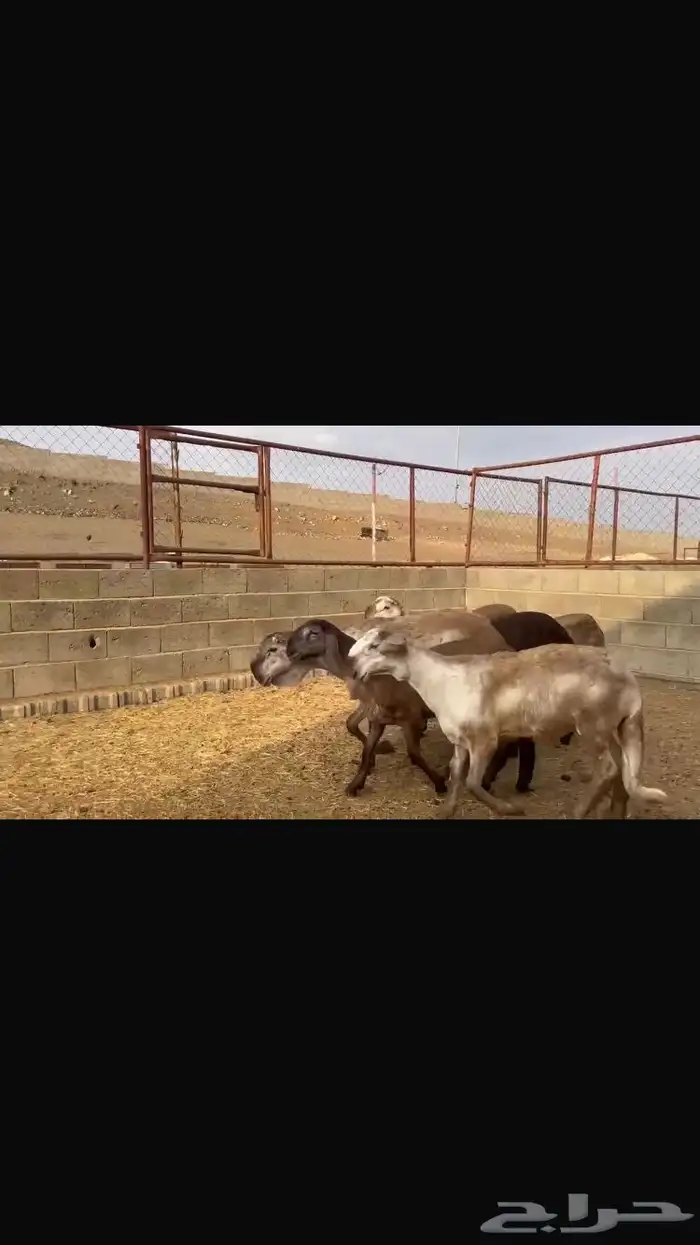 رخال درمانيات صنف 3