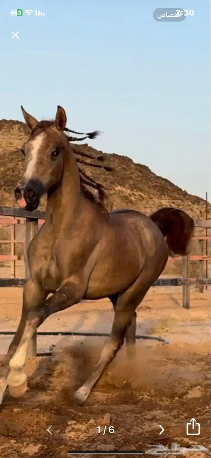 حصان شعبي 0