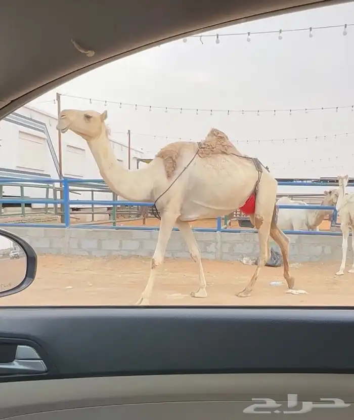 خلفه شقحى حدرها بكره رمانيه وهديه 0