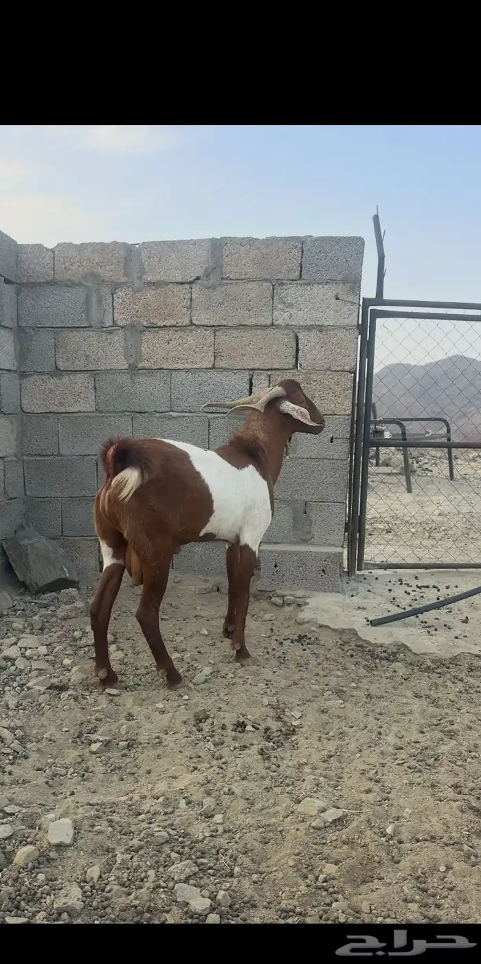 عسير 0
