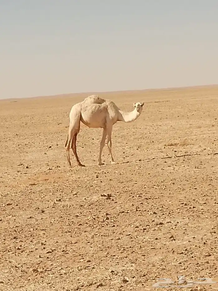 بكرة مفرودة للبيع 0
