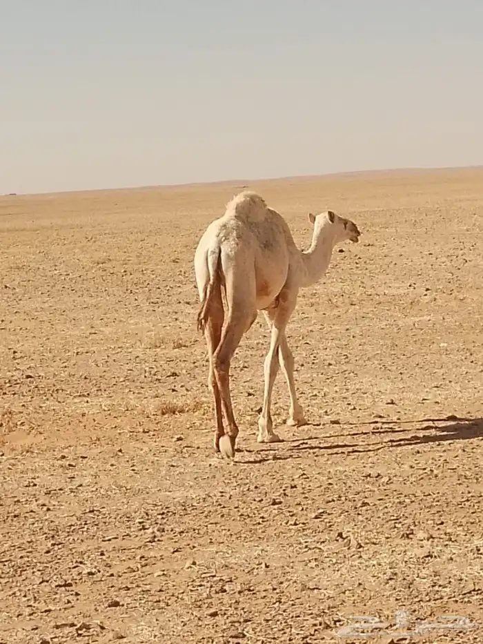 بكرة مفرودة للبيع 1