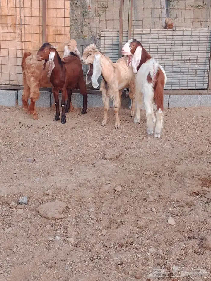 تيوس ذبايح للبيع 3