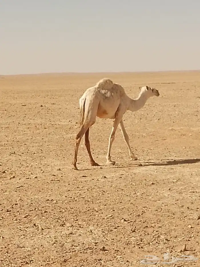 بكرة مفرودة للبيع 2
