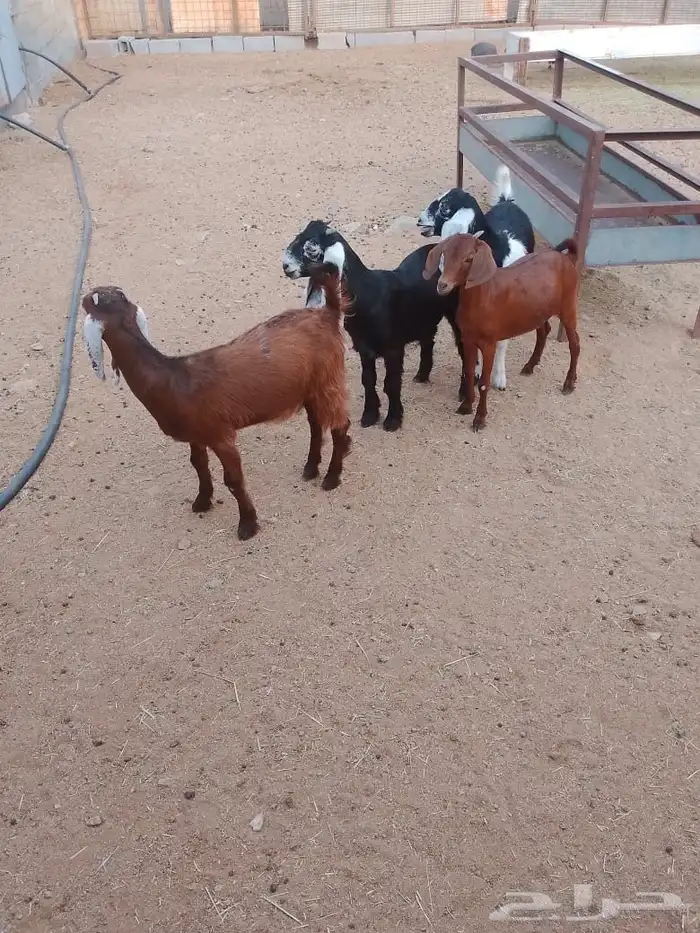 جفار ذبايح أو مقنى انتاج مراح 0