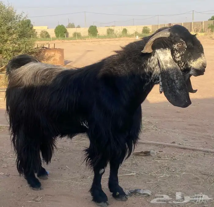 تيس فحل مشروط 0