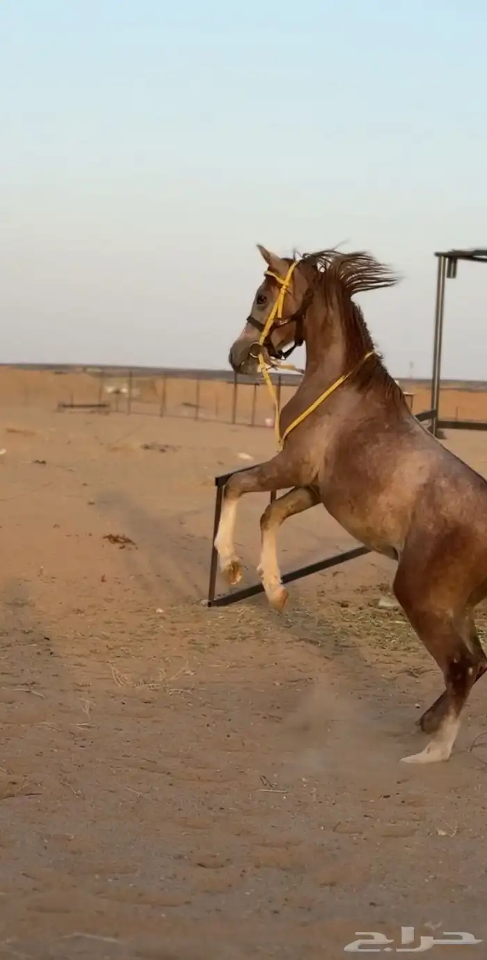حصان شعبي 3