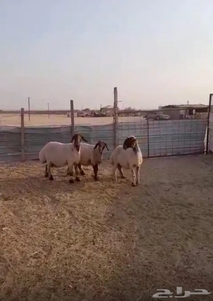 تم البيع للبيع غنم نعيم دفيع 5