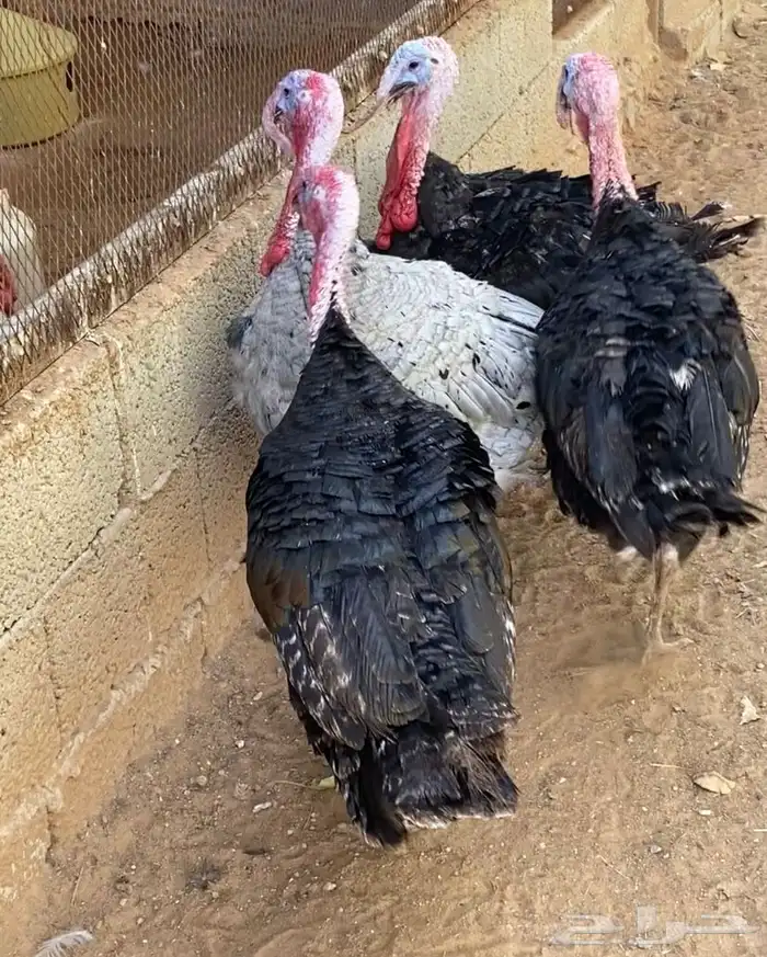 ديوك رومي يوجد ذبح 6