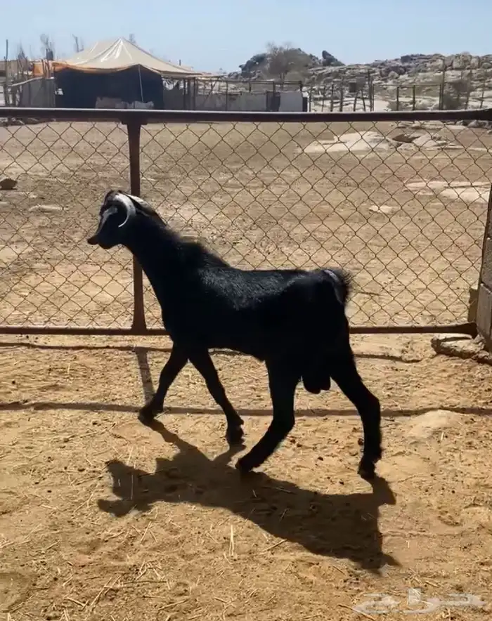 تيس جبر واكله نضيف وشرط 1