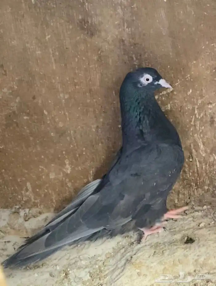 حمام قطايف جوز 1