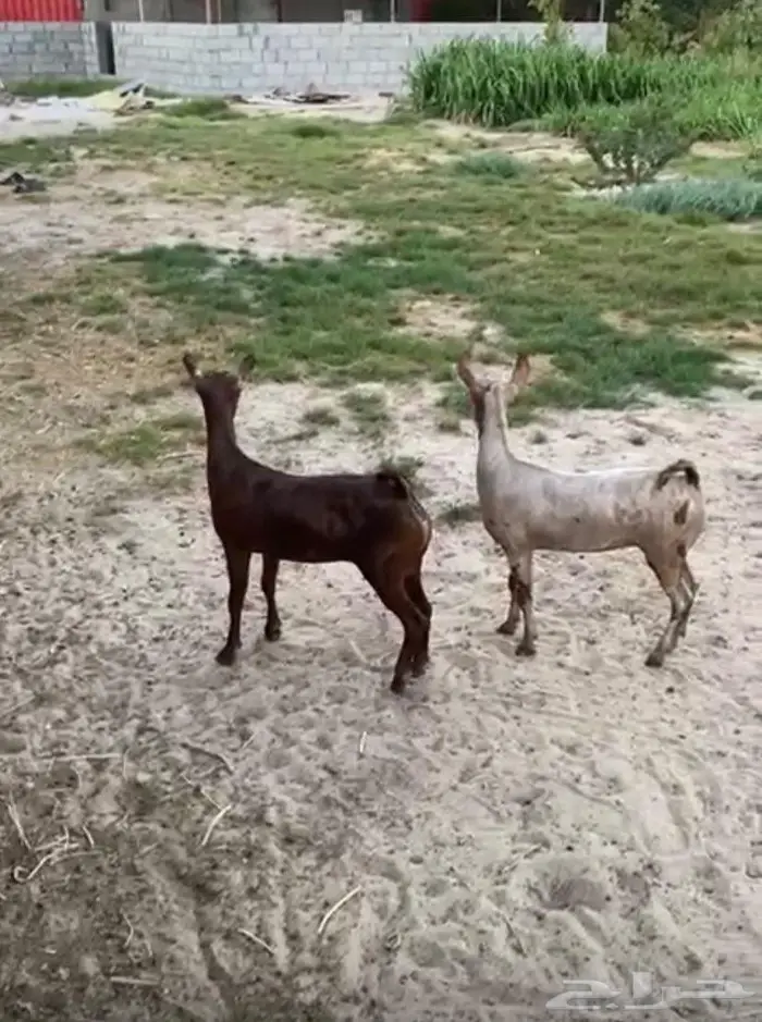 جفار عمانيات صلاليات بيور 0